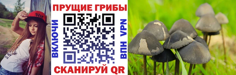 хочу наркоту  Воскресенск  Галлюциногенные грибы мухоморы 